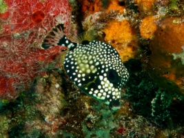 Juvenile Smooth Trunkfish (about 2  long) IMG 3096